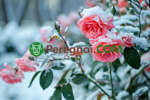 Как правильно укрыть розы на зиму